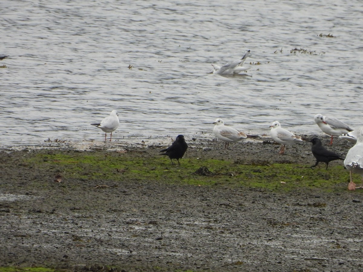 Eurasian Jackdaw - ML642859142