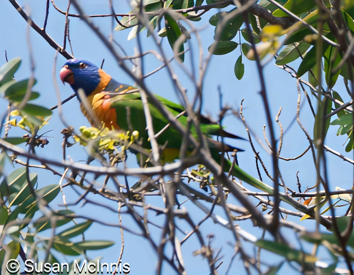 Red-collared Lorikeet - ML642859144