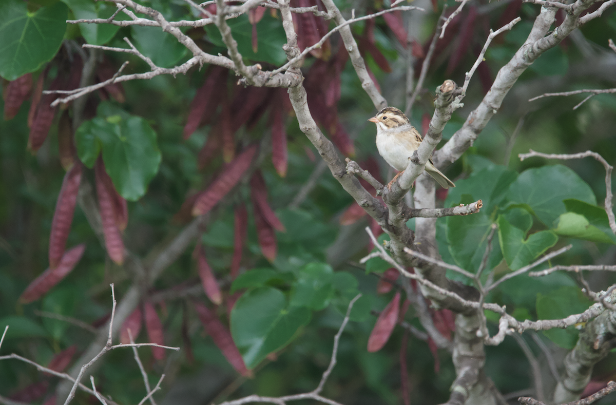 Clay-colored Sparrow - ML642859146