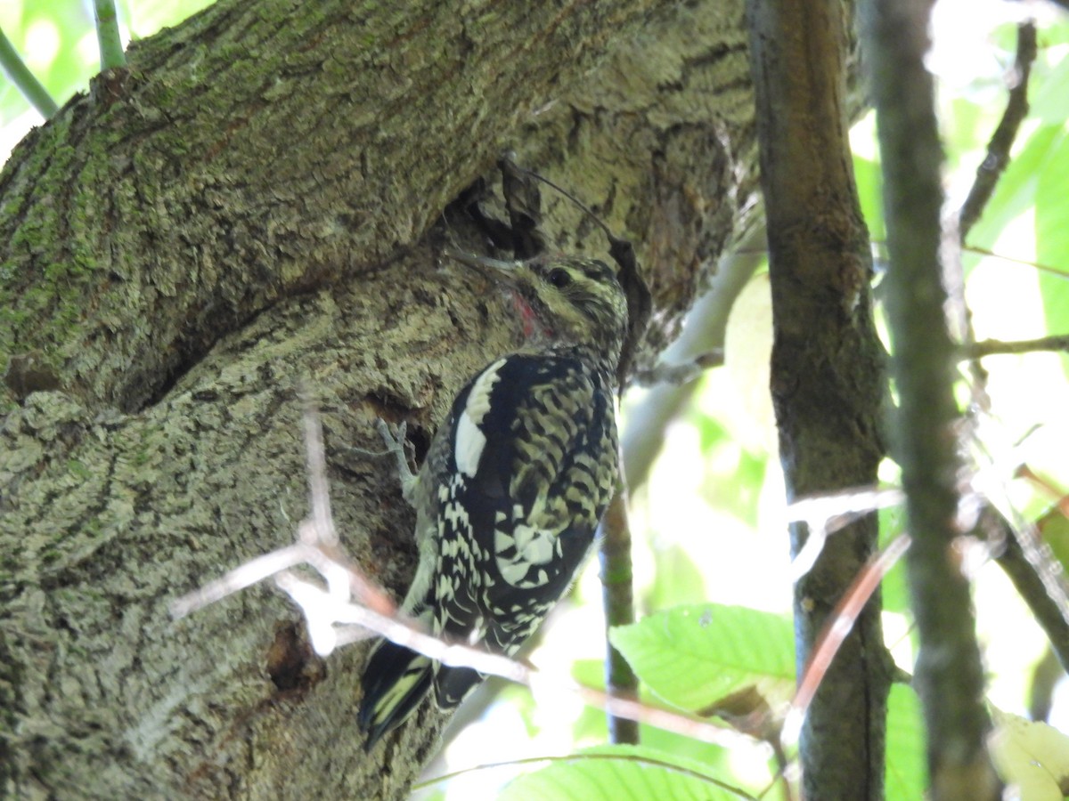 Yellow-bellied Sapsucker - ML642859147