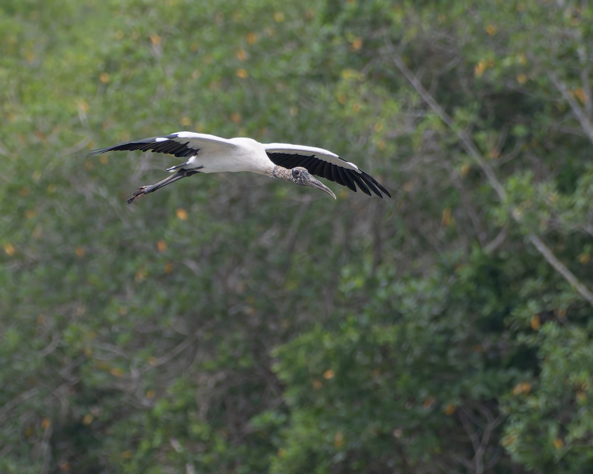 Wood Stork - ML642859149
