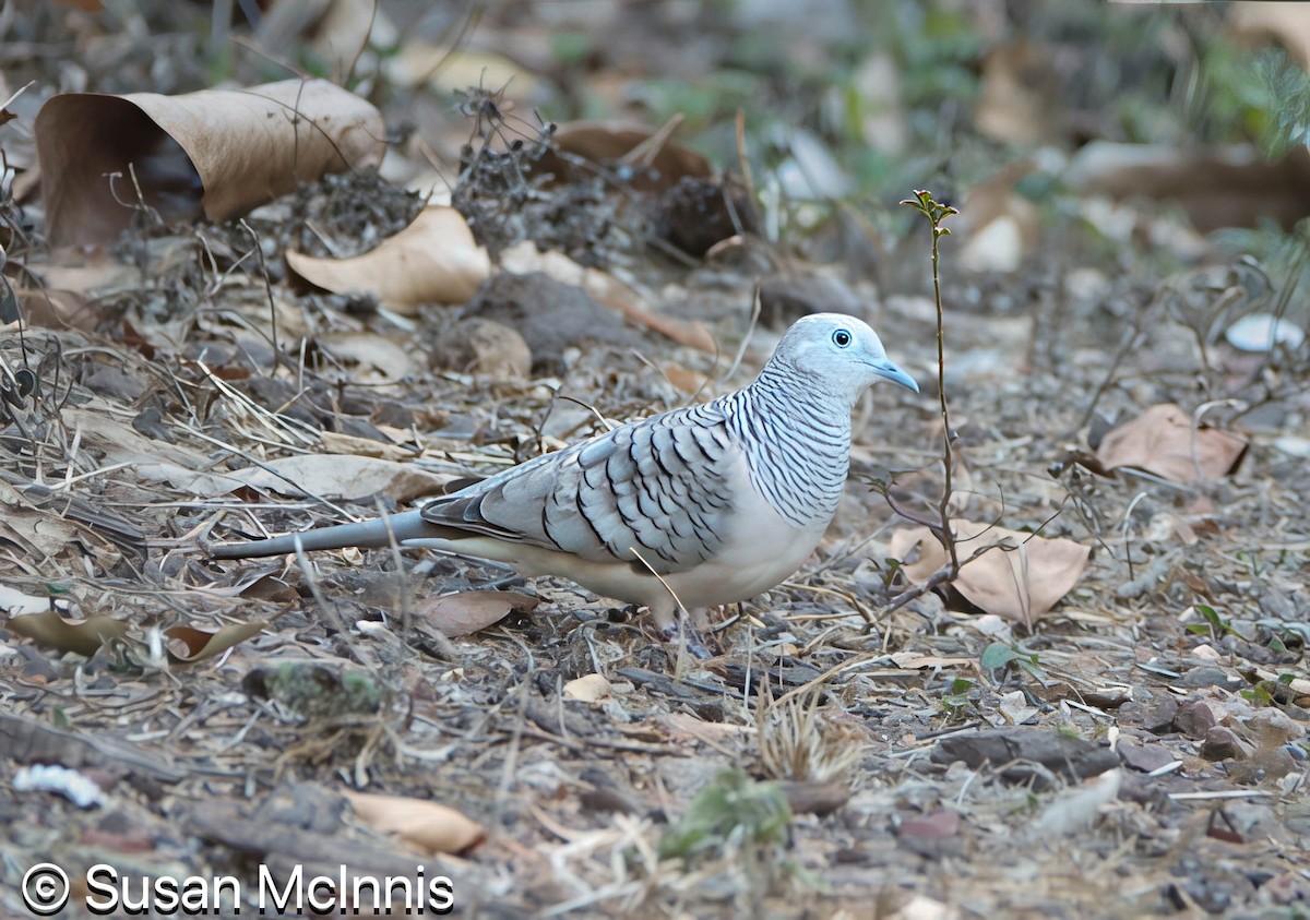 Peaceful Dove - ML642859151
