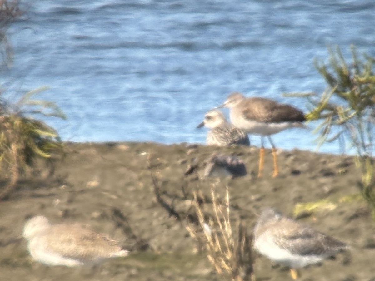 Lesser Yellowlegs - ML642859161