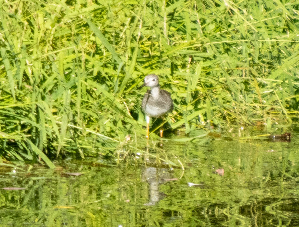 Lesser Yellowlegs - ML642859162
