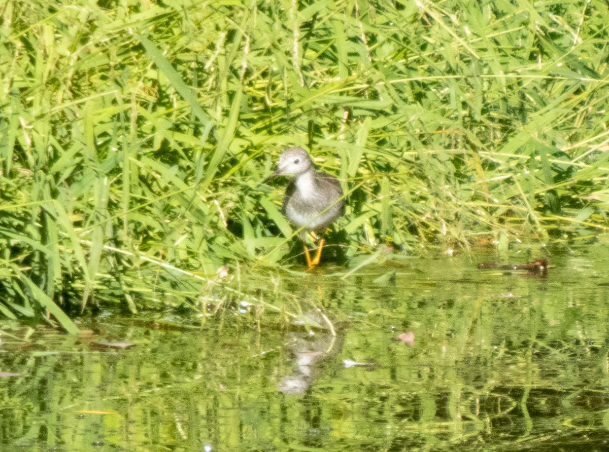 Lesser Yellowlegs - ML642859163