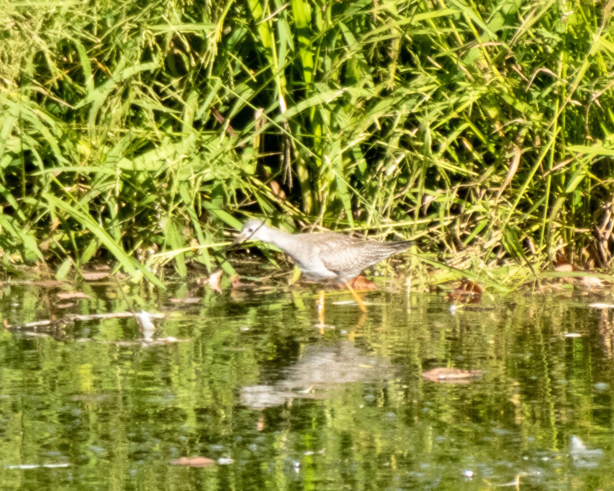 Lesser Yellowlegs - ML642859164