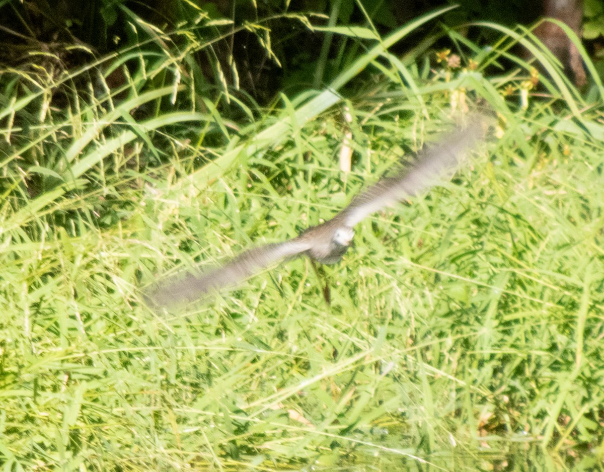 Lesser Yellowlegs - ML642859166