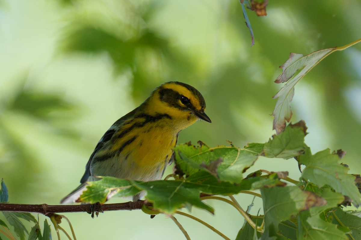 Townsend's Warbler - ML642859170