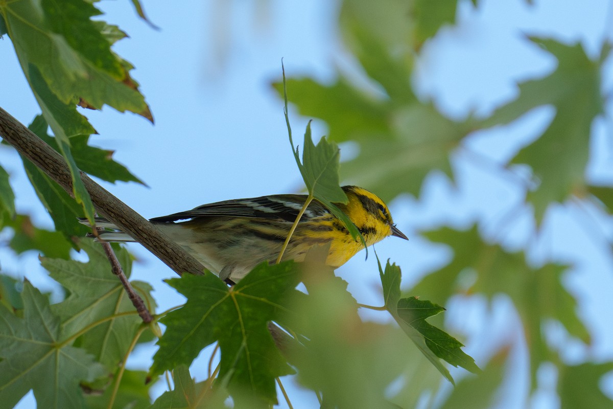 Townsend's Warbler - ML642859171