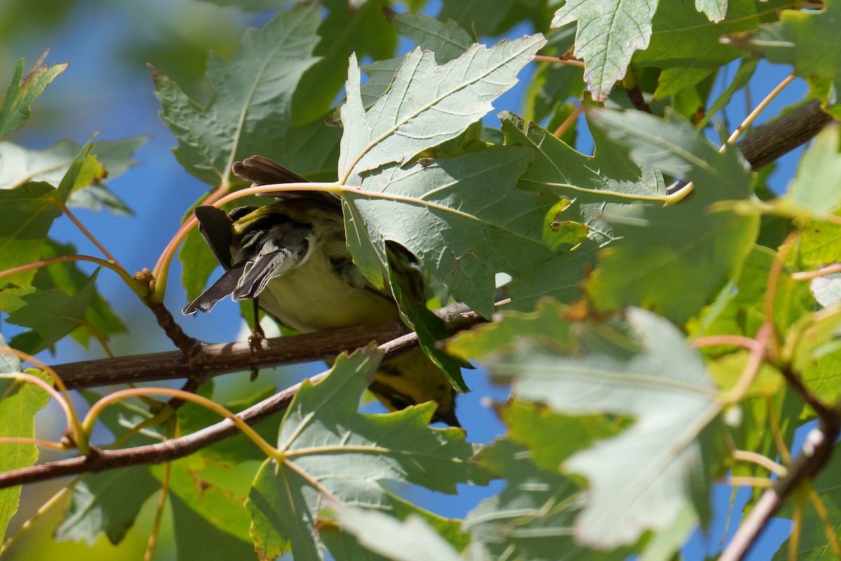 Townsend's Warbler - ML642859172