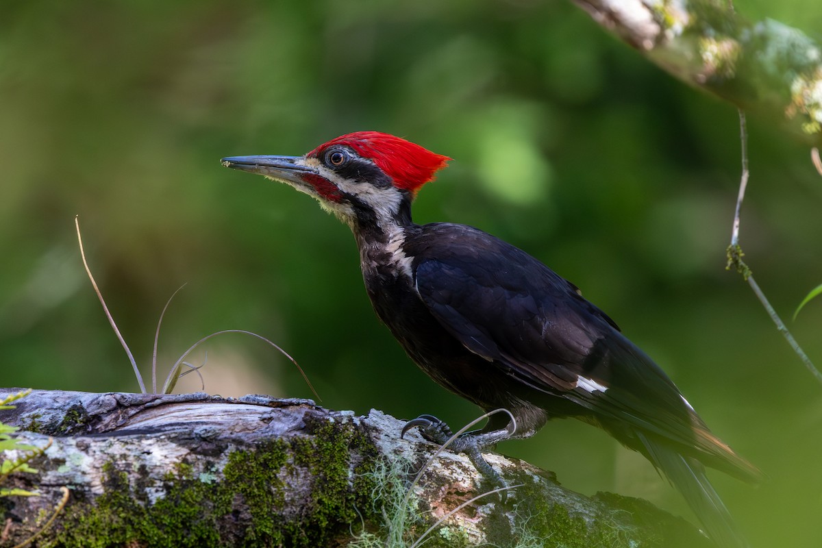 Pileated Woodpecker - ML642859179
