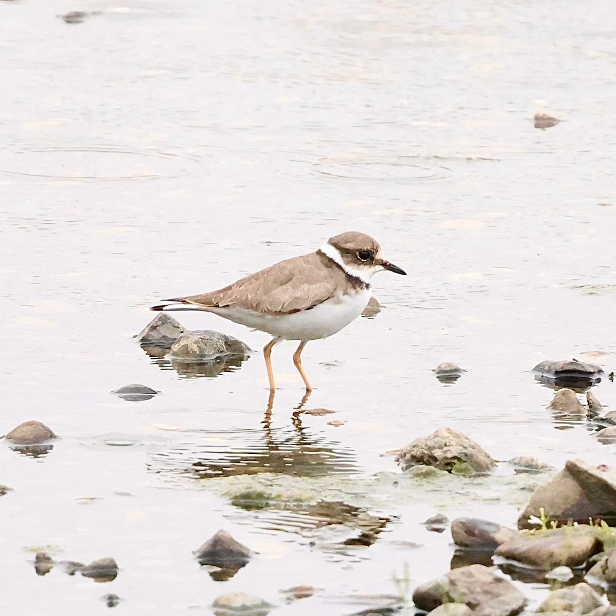 Long-billed Plover - ML642859204