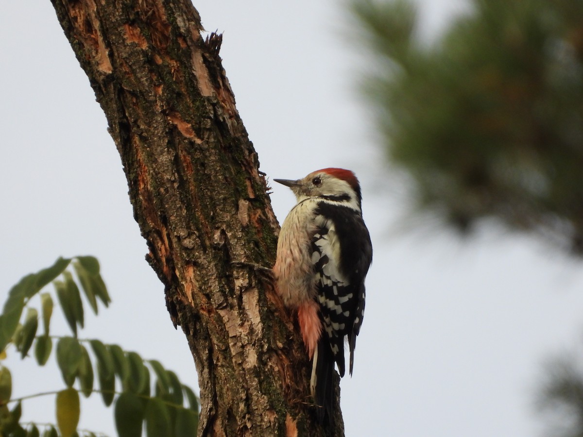 Middle Spotted Woodpecker - ML642859205