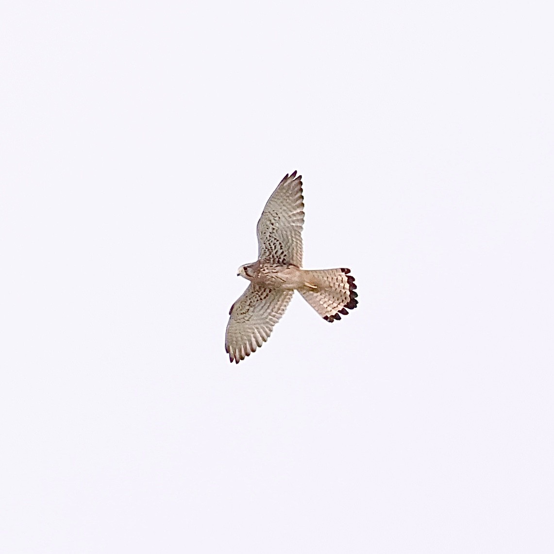 Eurasian Kestrel - ML642859216