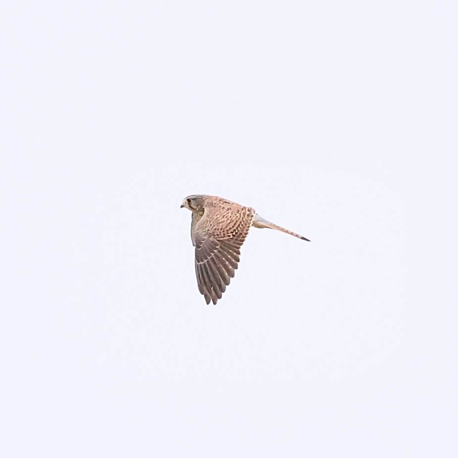 Eurasian Kestrel - ML642859218