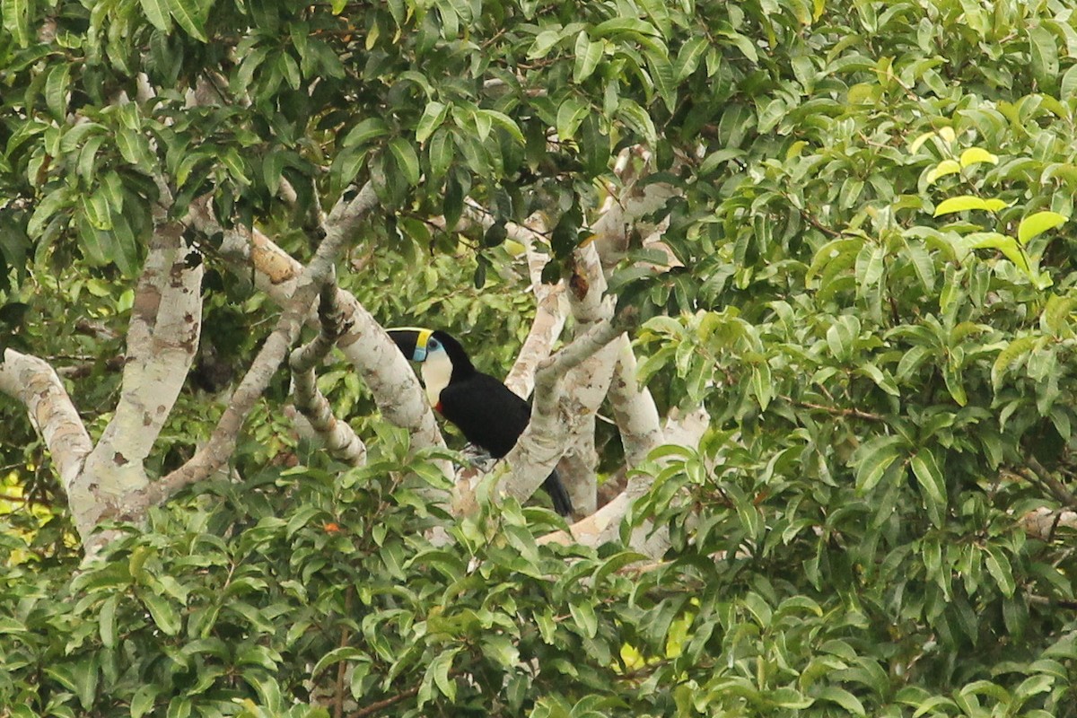 Channel-billed Toucan - ML642859222