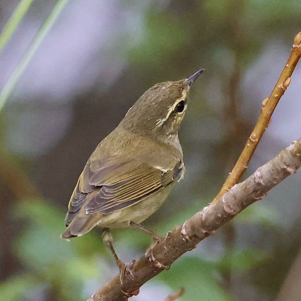 Japanese Leaf Warbler - ML642859237