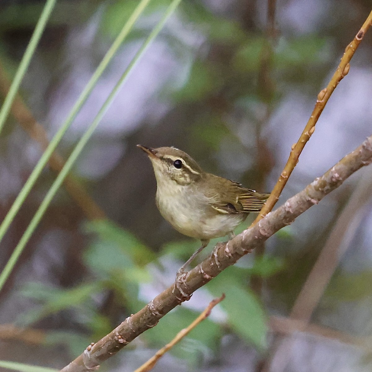 Japanese Leaf Warbler - ML642859238