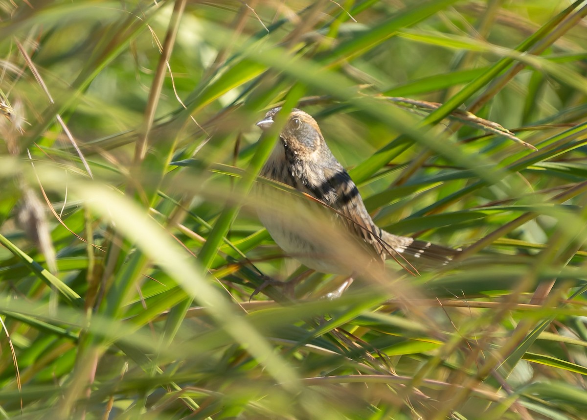 Saltmarsh Sparrow - ML642859256