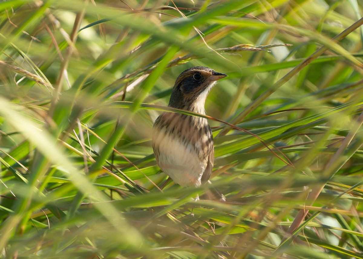 Saltmarsh Sparrow - ML642859266