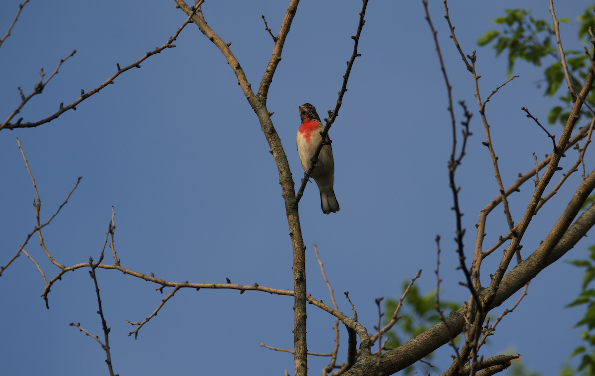 Rose-breasted Grosbeak - ML642859269