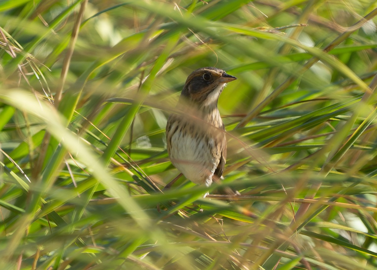 Saltmarsh Sparrow - ML642859271