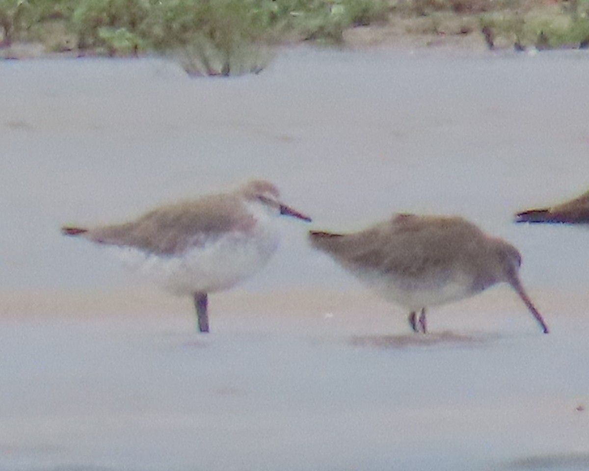 Red Knot - ML642859272