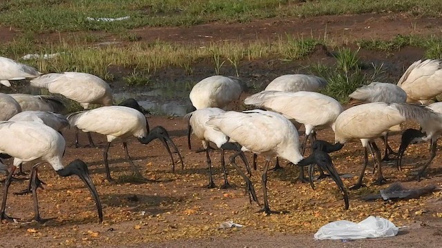 Ibis à tête noire - ML642859300