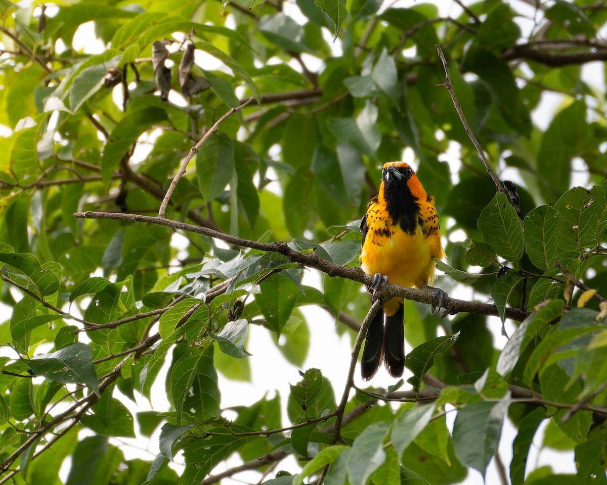 Spot-breasted Oriole - ML642859304
