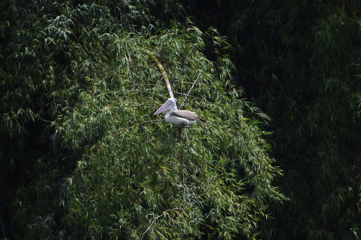 Spot-billed Pelican - ML642859306