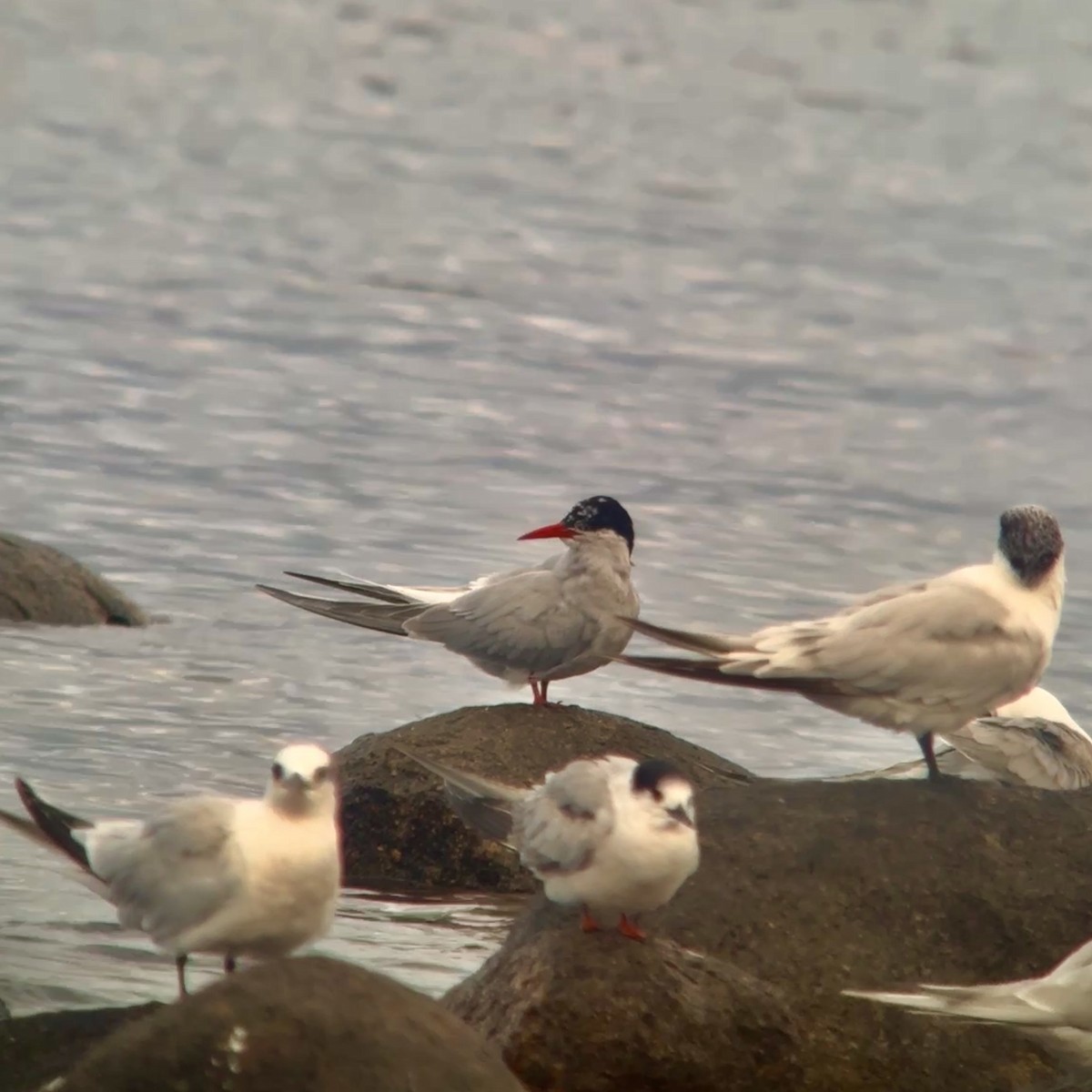 Antarctic Tern - ML642859308