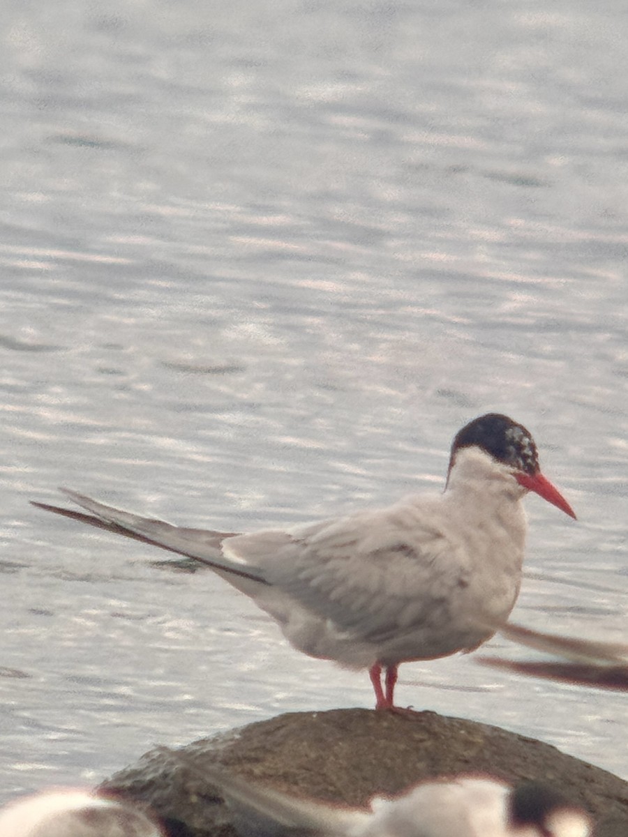 Antarctic Tern - ML642859309