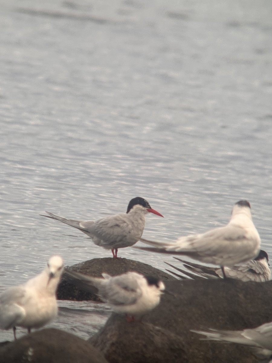Antarctic Tern - ML642859310