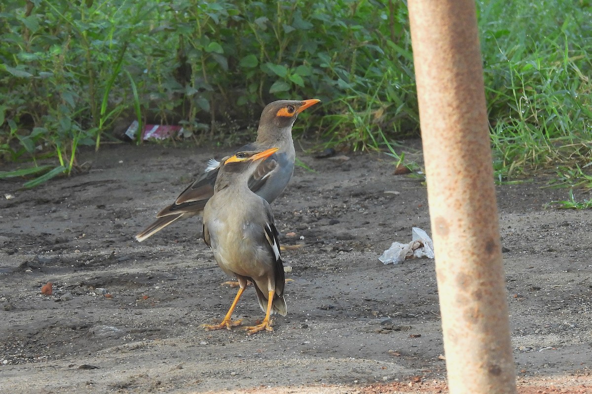 Bank Myna - ML642859312