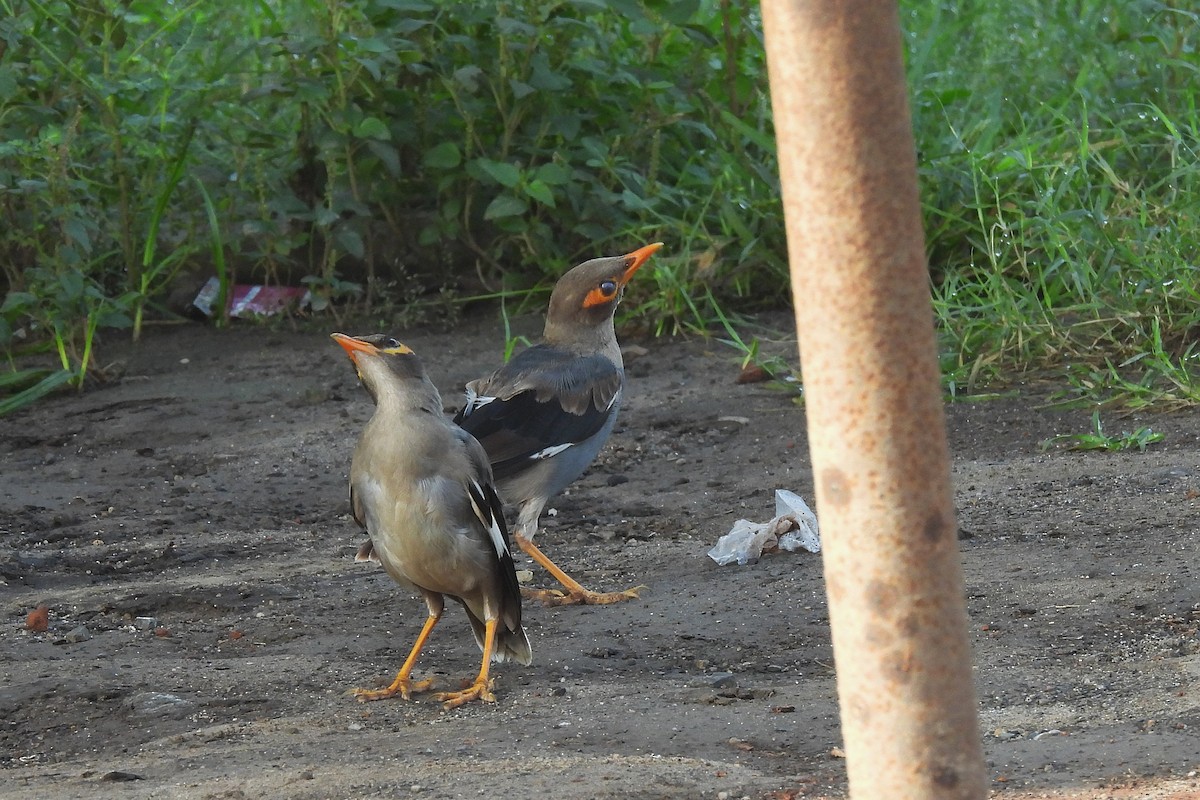 Bank Myna - ML642859328