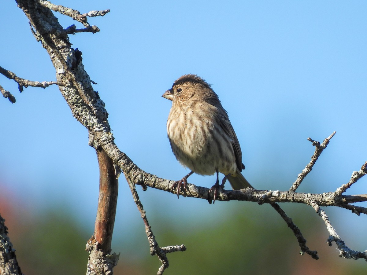 House Finch - ML642859331