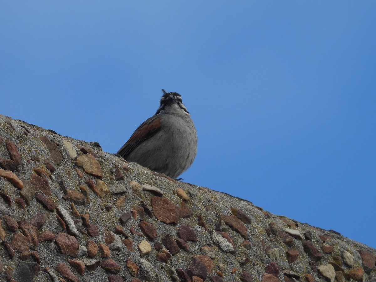 Cape Bunting - ML642859336