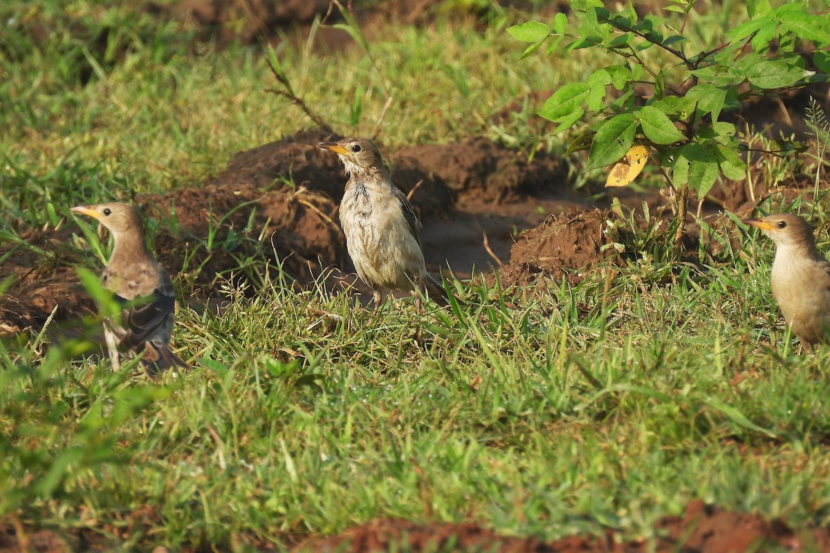 Rosy Starling - ML642859341