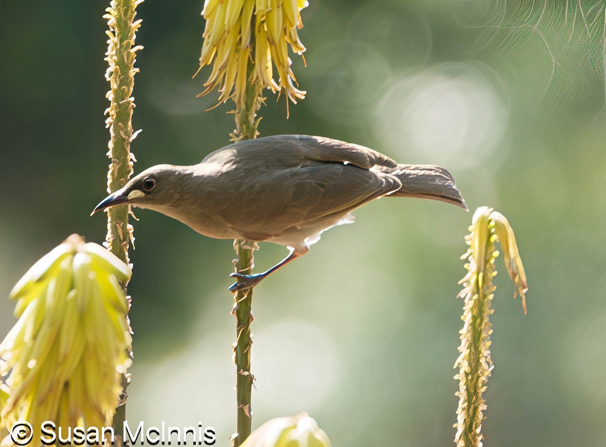 White-gaped Honeyeater - ML642859369