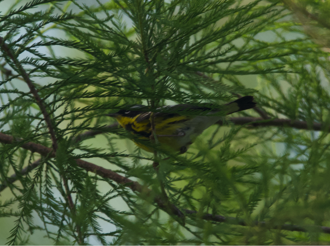 Magnolia Warbler - ML642859371