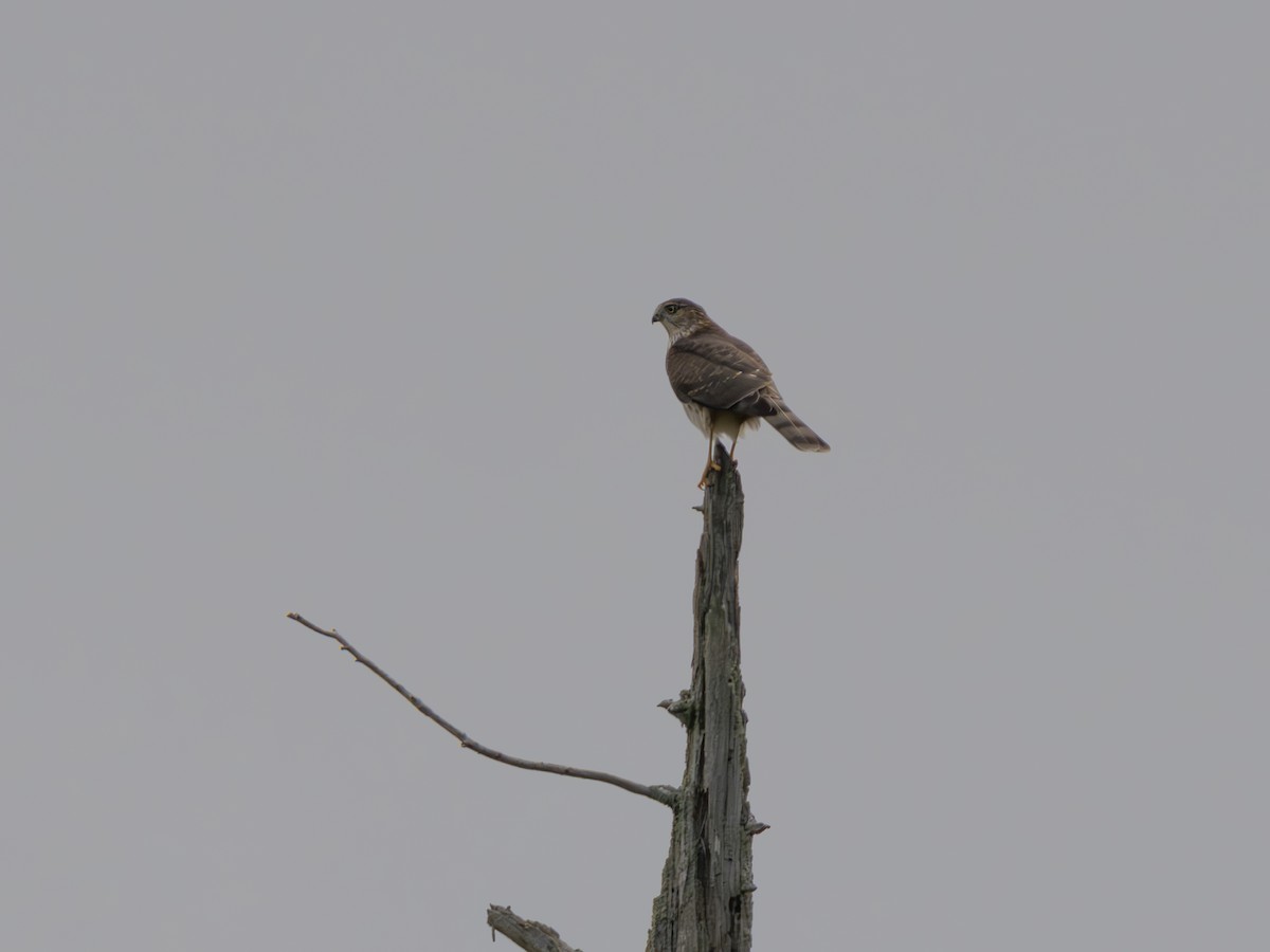 Sharp-shinned Hawk - ML642859379
