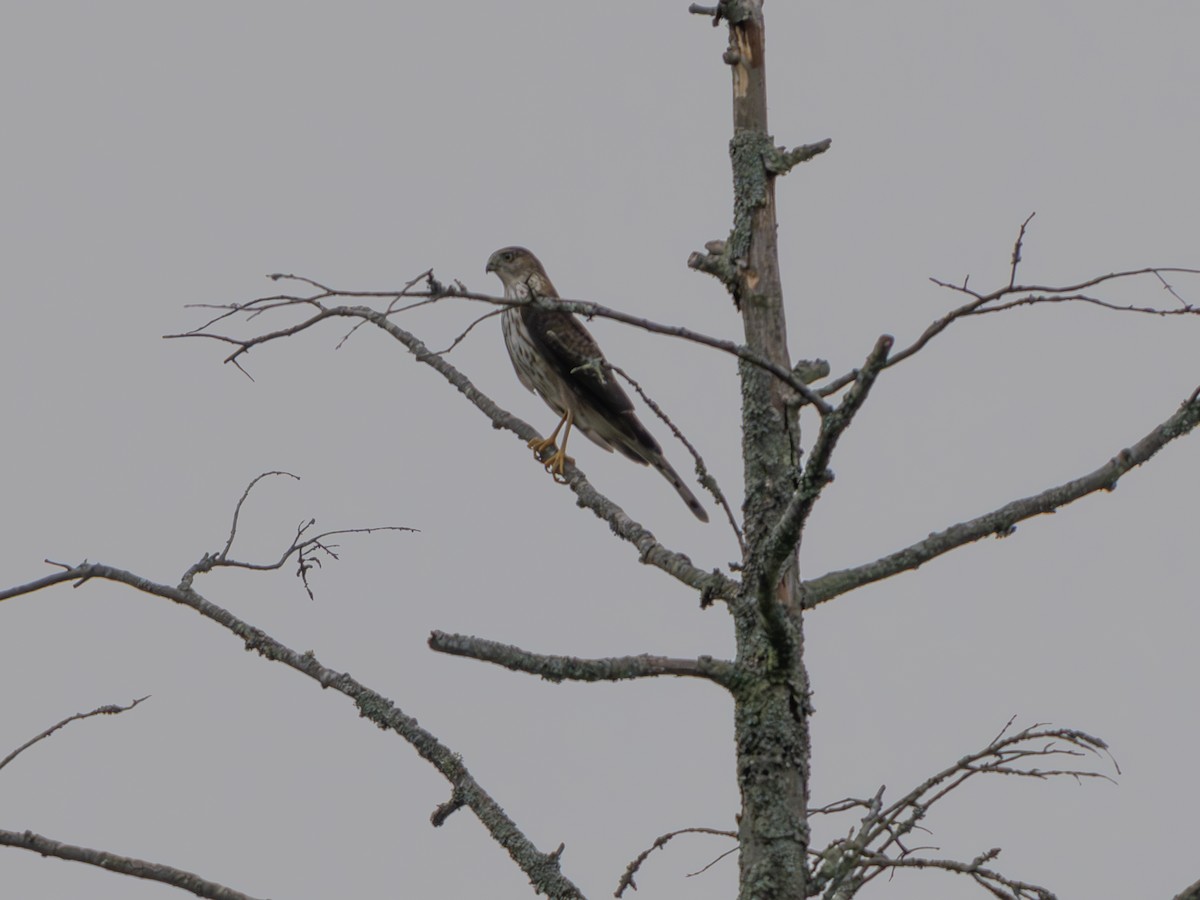 Sharp-shinned Hawk - ML642859380