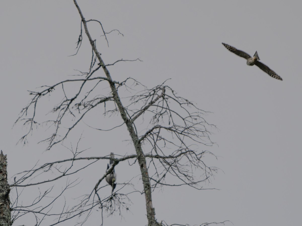 Sharp-shinned Hawk - ML642859381
