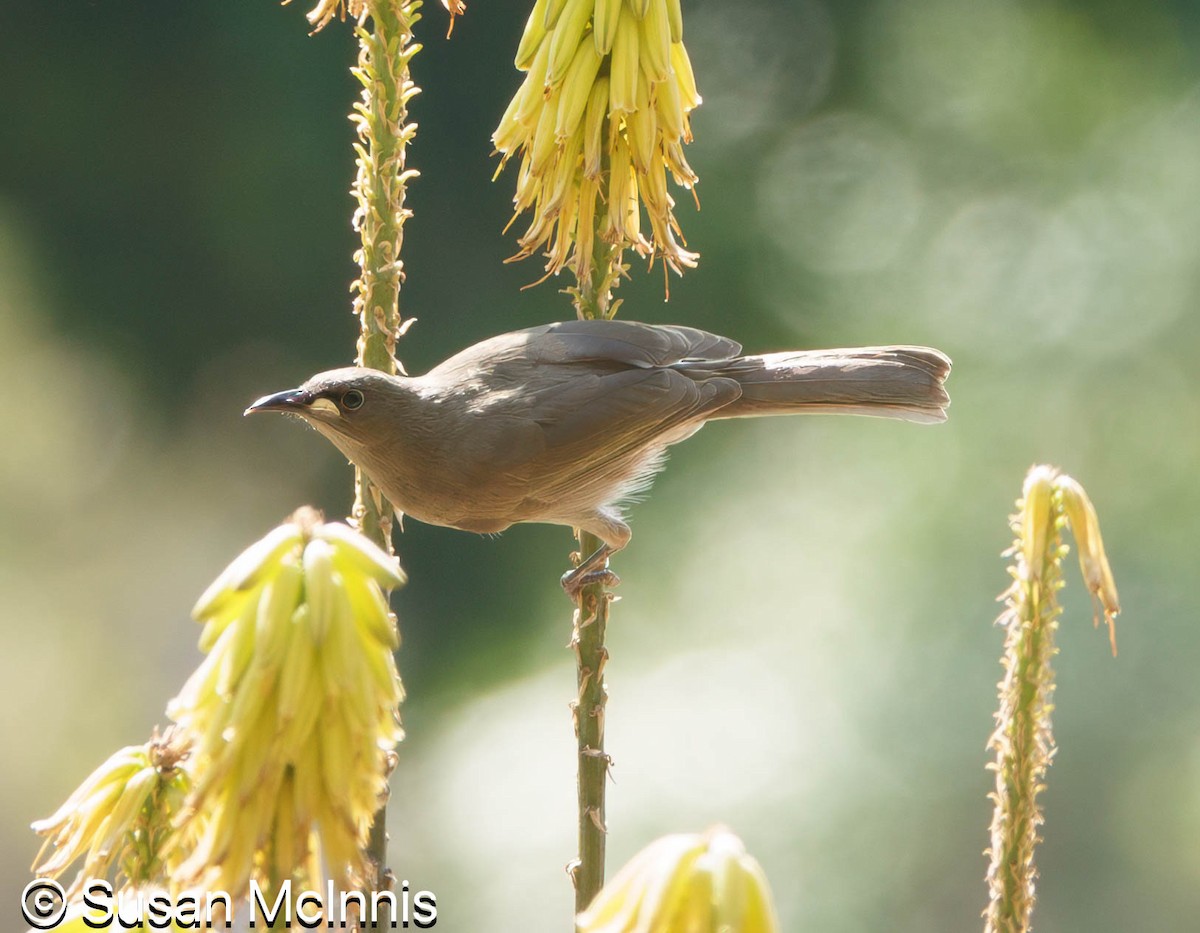 White-gaped Honeyeater - ML642859382