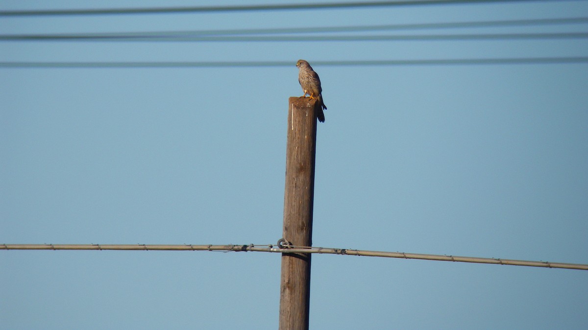Eurasian Kestrel - ML642859393