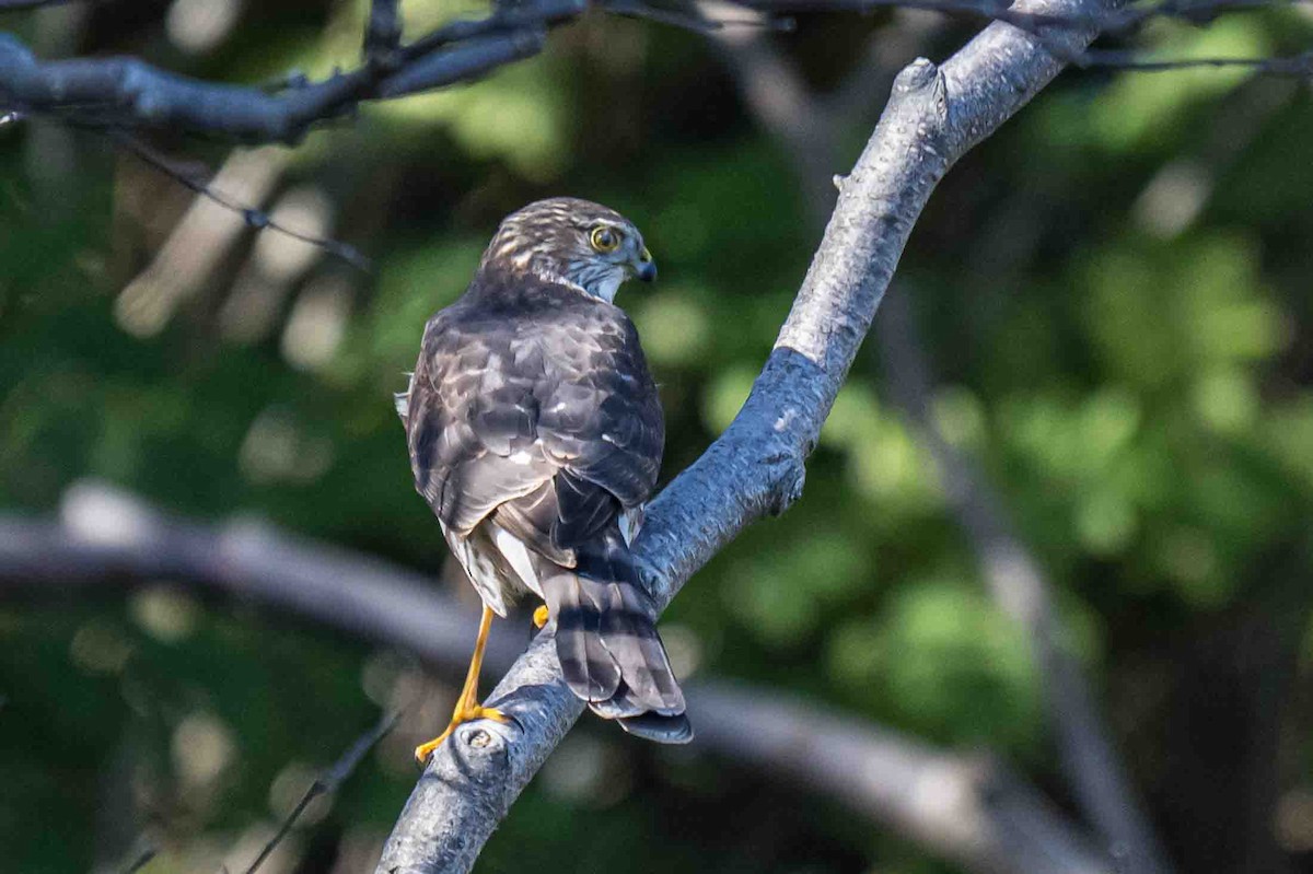 Sharp-shinned Hawk - ML642859401