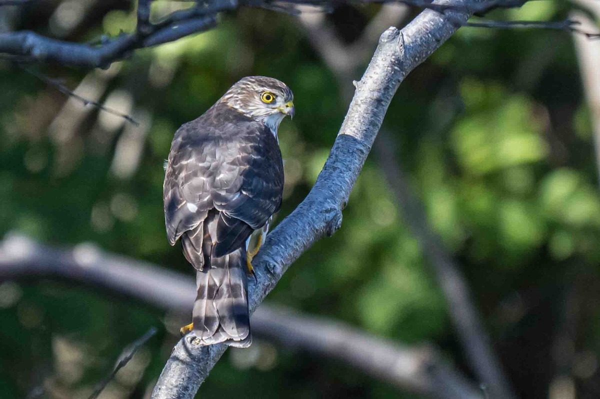 Sharp-shinned Hawk - ML642859403