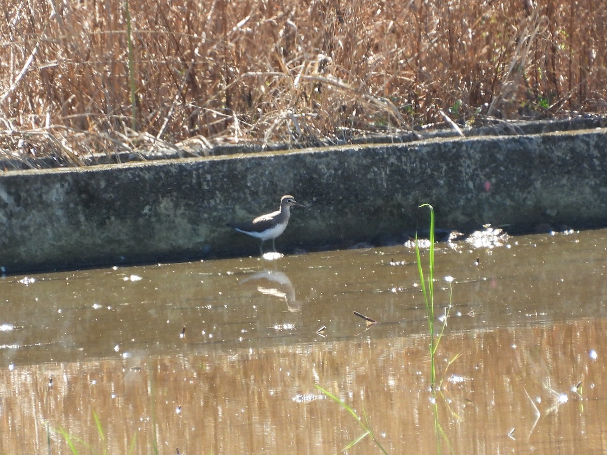 Green Sandpiper - ML642859404