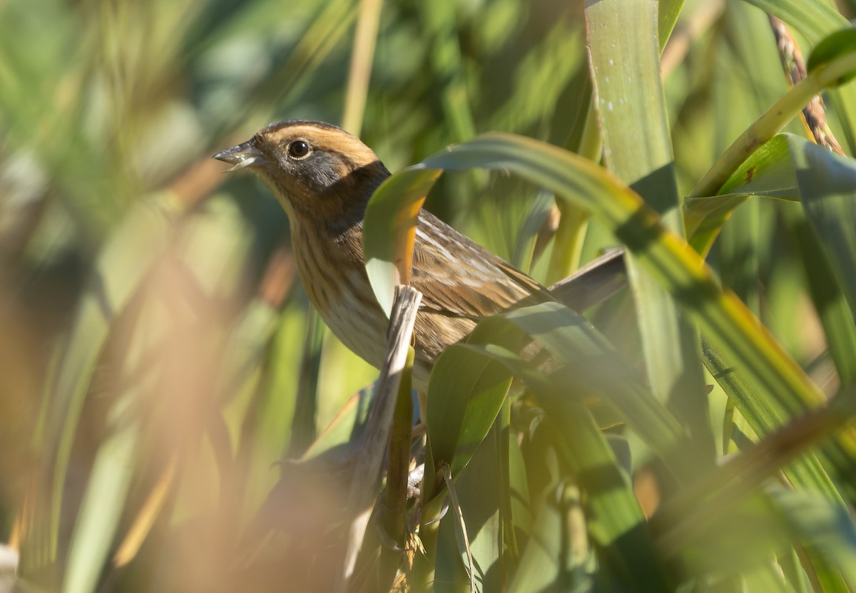 Nelson's/Saltmarsh Sparrow (Sharp-tailed Sparrow) - ML642859412