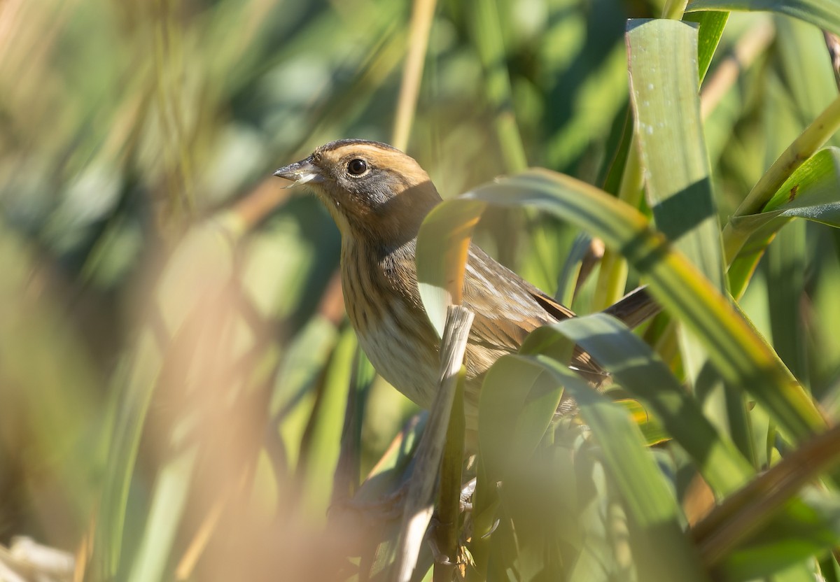 Nelson's/Saltmarsh Sparrow (Sharp-tailed Sparrow) - ML642859415